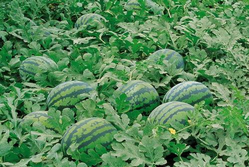 武都网红吃瓜群微信号是什么,武都网红吃瓜群微信号背后的神秘世界 第1张 武都网红吃瓜群微信号是什么,武都网红吃瓜群微信号背后的神秘世界 第1张