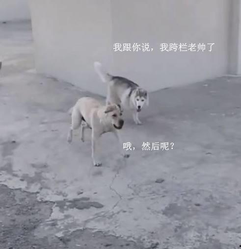 姿态爆料大狗视频,视频爆料背后的惊人真相  第1张