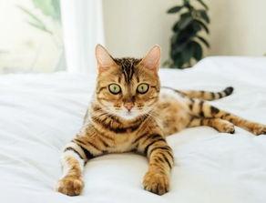 色猫吃瓜网站免费推荐,色猫吃瓜网站免费推荐,带你畅游娱乐新天地 第2张 色猫吃瓜网站免费推荐,色猫吃瓜网站免费推荐,带你畅游娱乐新天地 第2张